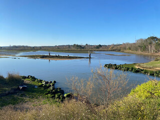 Salt marshes in the Arcachon Basin, France