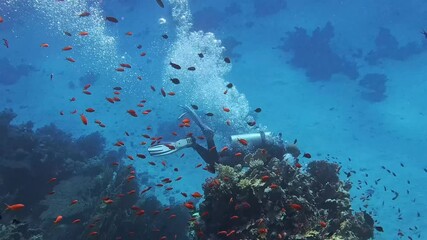 Group of scuba divers swimming between corals at coral reef. Diving instructor and group students in underwater exercise. Instructor teaches students. Underwater scuba diving education and training.