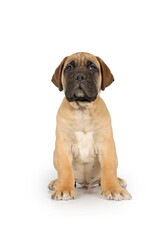 Bullmastiff puppy isolated on a white background