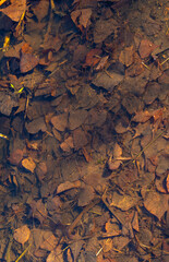 Autumn leaves blanket the tranquil surface of a peaceful forest pond during the golden hour of sunset