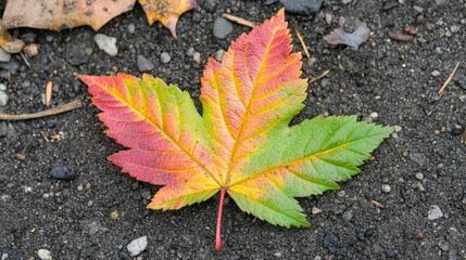 A colorful autumn leaf rests on the ground, symbolizing change and renewal, set against a peaceful natural backdrop, evoking calm, reflection, and the beauty of nature’s cycles