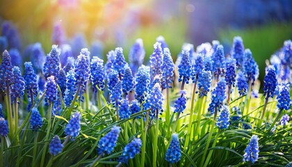 Fototapeta premium Grape Hyacinth, Muscari armeniacum blue flowers, flowerbed in spring garden