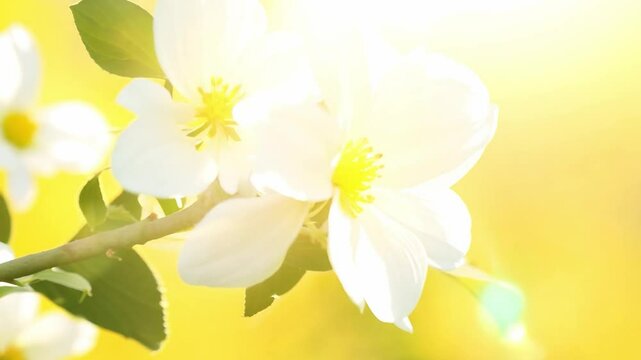 White spring flowers with green leaves on a branch against a blurred yellow background. Macro shot with natural light. Springtime and nature concept. Design for greeting card, invitation, and poster