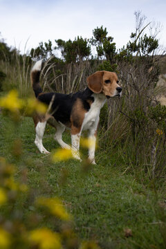 Beagle paseando por los campos de bolivia. Su nombre es leia y le gusta posar para tener buenas fotos.