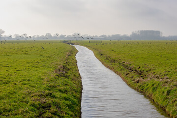 Fototapeta premium Winter countryside landscape, Flat and low land with mist or fog in morning, Typical Dutch polder with green grass meadow, Small canal or ditch on the field with village in Noord Holland, Netherlands.
