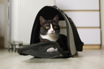 A Relaxed Cat Snuggly Nestled in Its Cozy Animal Carrier, Radiating Contentment and Peaceful Vibes