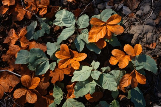 Poison oak in California as seen from above