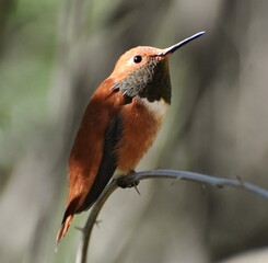 Rufous Hummingbird (Selasphorus rufus) sitting on a tree branch in Tucson, Arizona