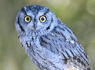 Western Screech Owl (Megascops kennicottii) sitting on a tree branch in Tucson, Arizona