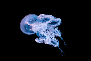 Méduse © Maxime Mandin