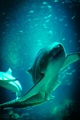 Fototapeta premium le requin zèbre