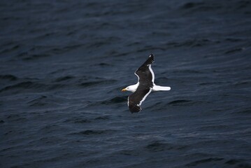 Black browed albatross or Mollyhawk Thalassarche melanophris