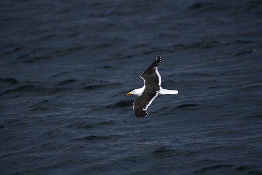 Black browed albatross or Mollyhawk Thalassarche melanophris