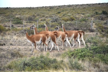 Guanaco herd in Argentina Lama guanicoe