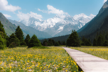 Obraz premium alpine meadow with flowers