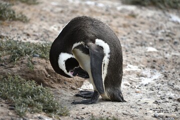 Fototapeta premium Magellanic penguin looking down Spheniscus magellanicus