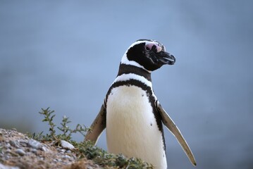 Magellanic penguin in the wild Spheniscus magellanicus © Thomas Trompeter