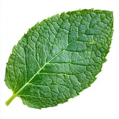 Obraz premium Fresh Green Mint Leaf Isolated on White Background for Design Use