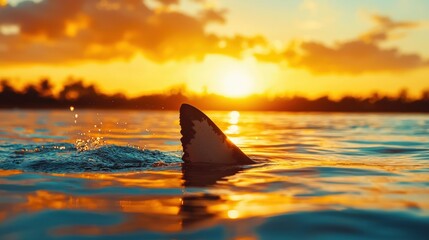 Fototapeta premium Shark fin emerging from the water during a vibrant sunrise