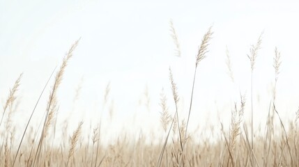 Obraz premium Golden reeds swaying gently in a vast field under a bright sky; nature background