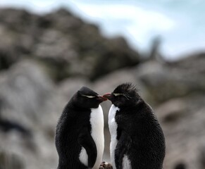 Pair of rockhopper penguins on a rock Eudyptes chrysocome