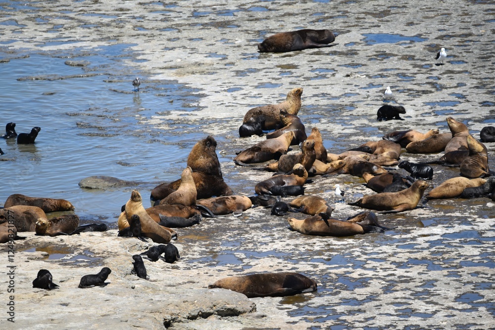 Poster Sea lions on the rocks in Argentina