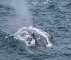 Naklejka premium Blue whale in Antarctica Balaenoptera musculus