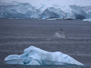 Humpback whale breaching the water in Antarctica