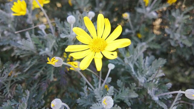 Yellow Chamomile Flower Blooming on Leafy Backdrop.