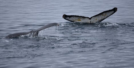 Two humpback whale tails or flukes Megaptera novaeangliae