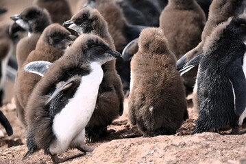 Young penguins in rookery molting feathers © Thomas Trompeter