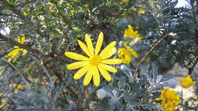 Yellow Flowers African Bush Daisy (Euryops) in Spring Greenery