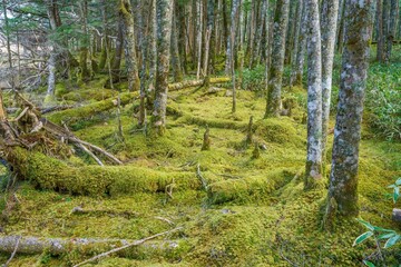 大阿原湿原で見た晩秋の苔むした森の情景