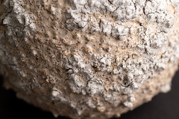 Close up of Textured Surface 
