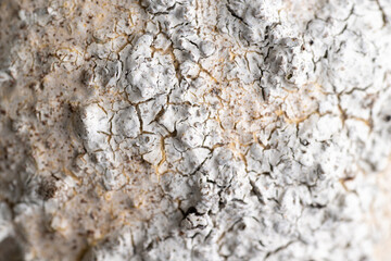 Close up of Textured Surface 