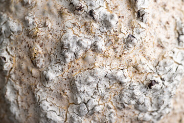 Close up of Textured Surface 