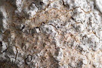 Close up of Textured Surface 