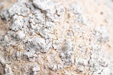 Close up of Textured Surface 