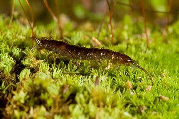 Centipede. Centipedes are predatory arthropods belonging to the class Chilopoda of the subphylum...