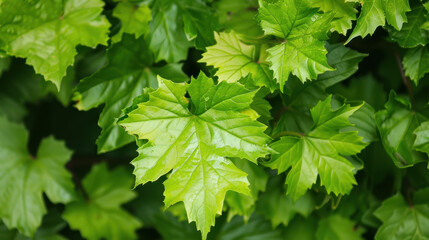 green leaves background
