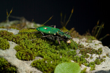 green tiger beetle (Cicindela campestris), on on moss, Sardinia, Italy