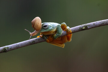 Obraz premium frog, flying frog, snail, story of friendship between a frog and a snail