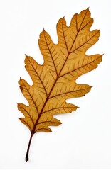 Fototapeta premium Detailed close-up shot of dried oak leaf. Autumnal hues of brown, yellow paint leaf. Sits isolated against pure white backdrop. Leaf veins, texture clearly visible. Suitable for nature lovers,
