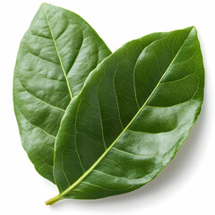Obraz premium Two vibrant green leaves on white background, ideal for health or nature websites
