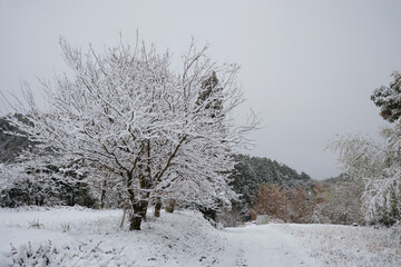雪が積もる静かな田舎の道