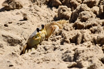 Ghost crab on beach sand Outer banks NC