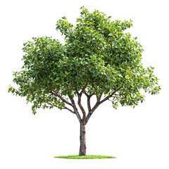 Obraz premium Image of a small, green, leafy tree, isolated on a cut out background.