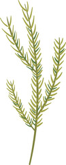 Fototapeta premium Fresh Rosemary Sprig with Green Leaves