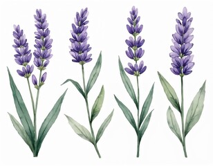Naklejka premium Watercolor lavender flower illustration. Set of four lavender flowers. Delicate purple blossoms with light green leaves. Isolated on white background. Elegant design. Suitable for invitation cards,