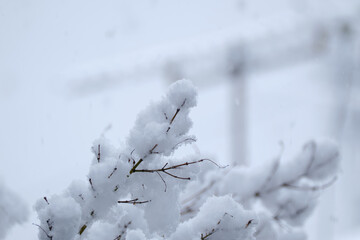 寒い雪の日